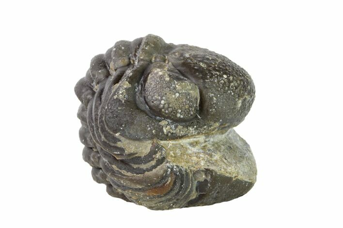 Wide, Enrolled Austerops Trilobite - Morocco #156982